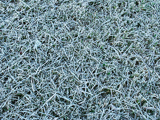 Image showing Grass under the hoar-frost