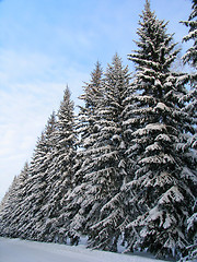 Image showing Fir trees under the Snow