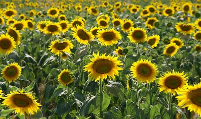 Image showing Sunflowers