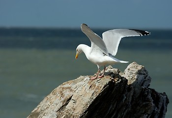 Image showing Seagull