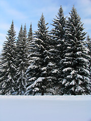 Image showing Fir trees under the Snow