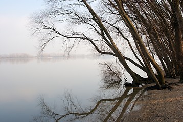 Image showing Trees