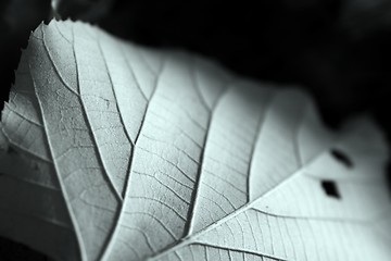 Image showing Fallen Leaf