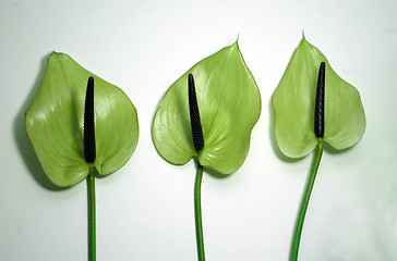 Image showing Three flowers
