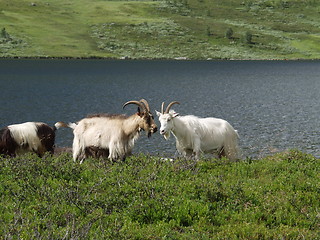Image showing Goats