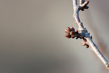 Image showing Buds