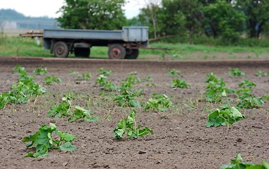 Image showing Agriculture