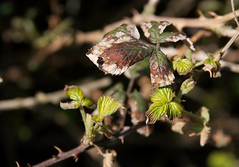 Image showing Leaves