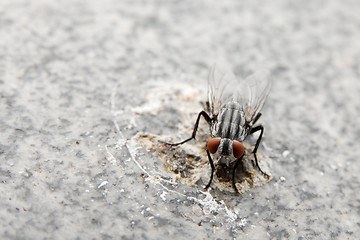 Image showing Fly