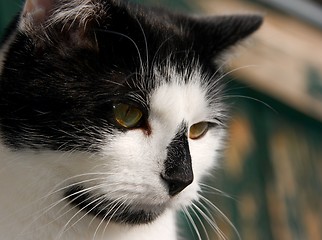 Image showing Cat