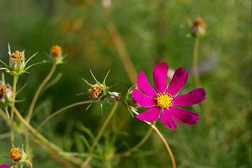 Image showing Flower