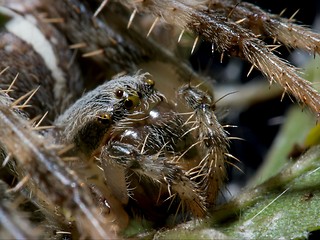 Image showing Spider