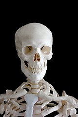 Image showing Skelton