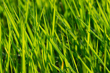 Image showing Grass