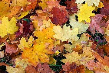 Image showing Autumn Leaves