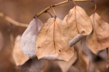 Image showing Leaves