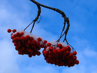 Image showing Ashberry With  Snow