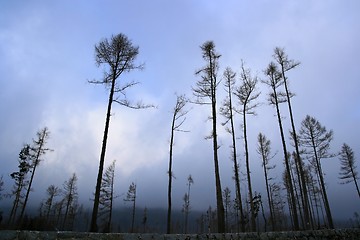 Image showing Dead forest