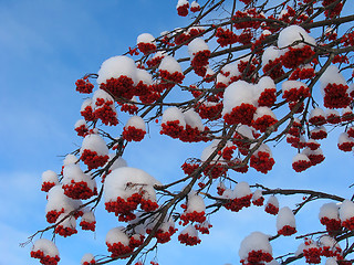 Image showing Ashberry under the Snow