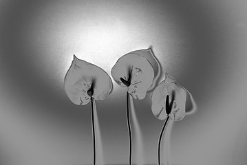 Image showing Silver Flowers
