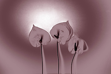Image showing Three Flowers
