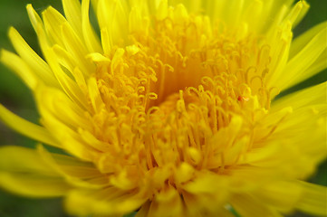 Image showing Dandelion