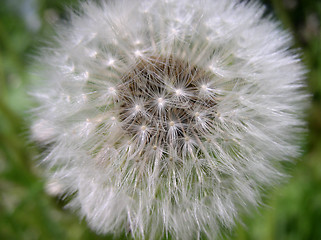 Image showing Dandelion