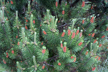 Image showing Pine