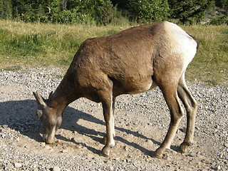 Image showing Elk in the Rocky Mountains