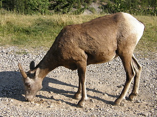 Image showing Elk in the Rocky Mountains