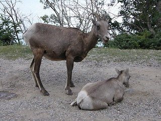 Image showing Elk in the Rocky Mountains