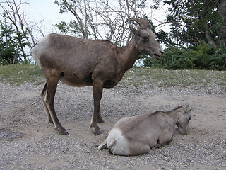 Image showing Elk in the Rocky Mountains