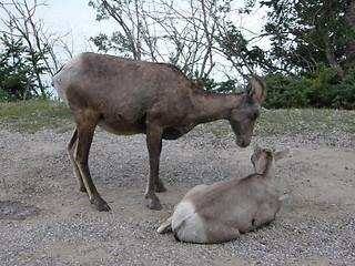 Image showing Elk in the Rocky Mountains