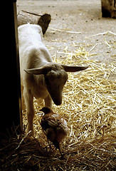 Image showing Kid Goat and Bird