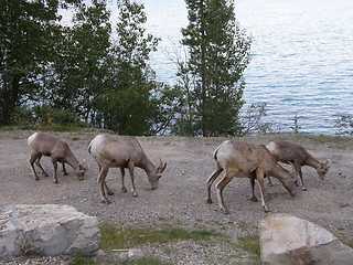 Image showing Elk in the Rocky Mountains