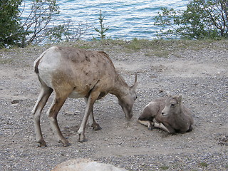 Image showing Elk in the Rocky Mountains