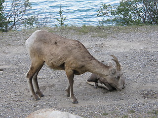 Image showing Elk in the Rocky Mountains