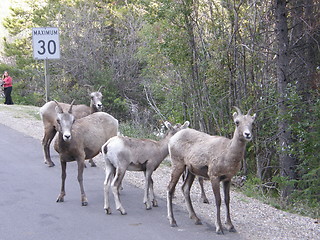 Image showing Elk in the Rocky Mountains