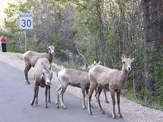 Image showing Elk in the Rocky Mountains