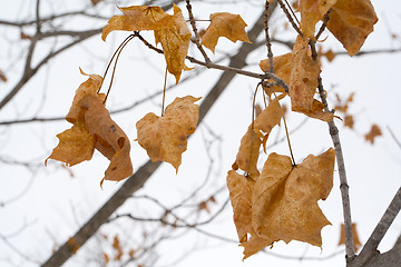 Image showing Winter Leaves