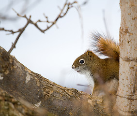 Image showing Hidden Red Squirrel