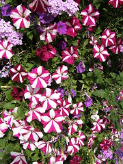 Image showing Petunia Flowers