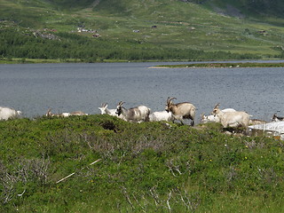 Image showing Goats