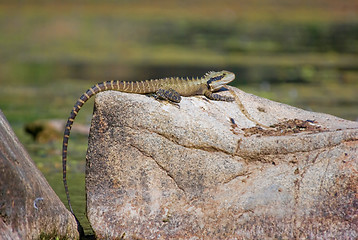 Image showing dragon lizard on rock