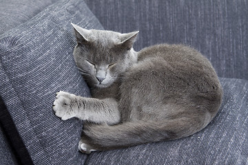 Image showing gray cat on a sofa