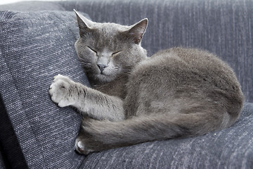 Image showing gray cat on a sofa