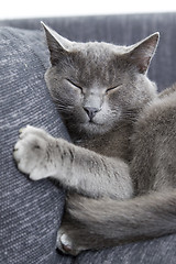 Image showing gray cat on a sofa