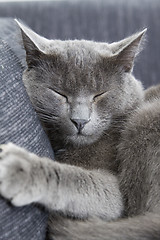 Image showing gray cat on a sofa