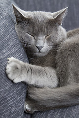 Image showing gray cat on a sofa