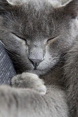 Image showing gray cat on a sofa